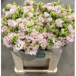 EUS G CHAC WED PINK