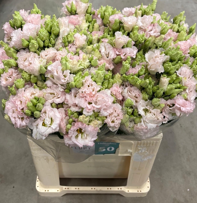 <h4>EUS G CHAC WED PINK</h4>