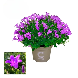 Campanula Porto Longlife