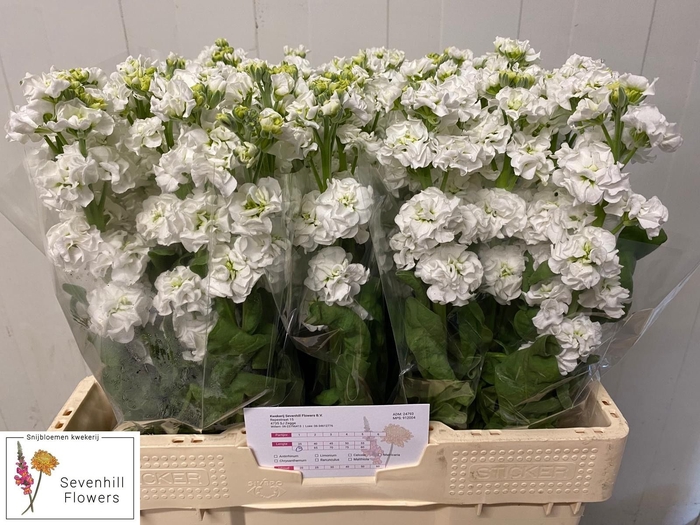 <h4>MATTH STOX WHITE</h4>