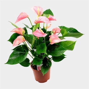 Anthurium Andr. Pink Explosion