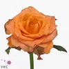 Rosa large twilight