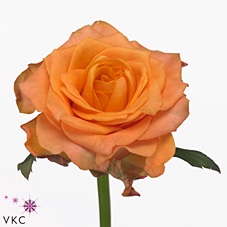 Rosa large twilight