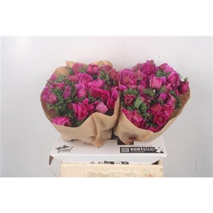 Anemone Fullstar Sylphide