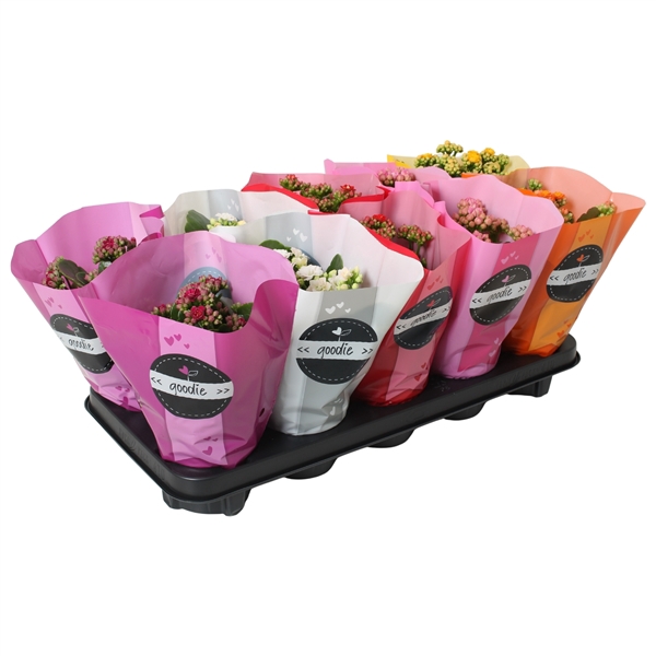 <h4>Kalanchoe gevuldbl. Rose Flowers Goodie gemengd</h4>