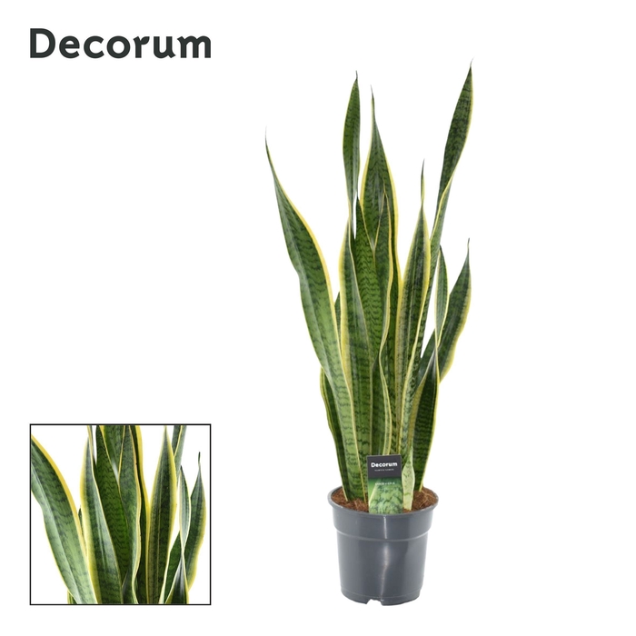 <h4>Sansevieria Laurentii XL (Decorum)</h4>