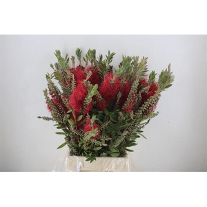 Callistemon P Bunch