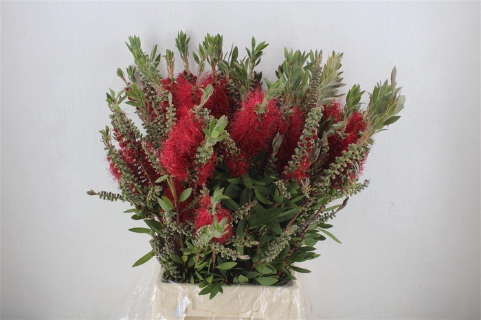 <h4>Callistemon P Bunch</h4>