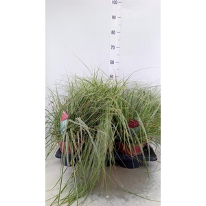 Carex oshimensis 'Everest'
