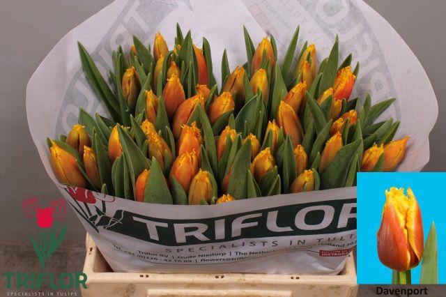 <h4>TU FR DAVENPORT</h4>