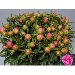 Paeo L Pink Hawai Co