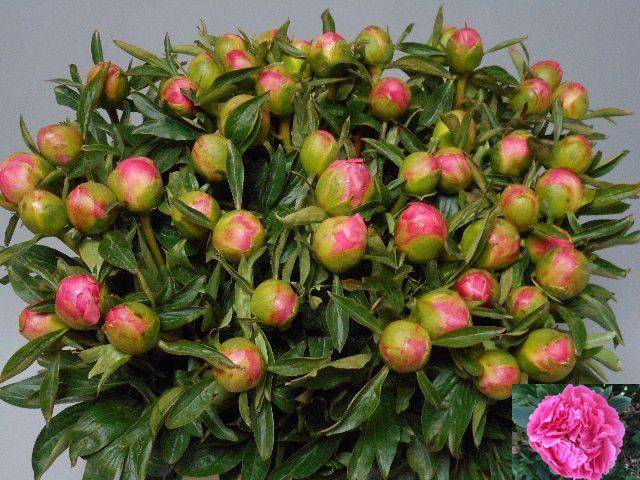 <h4>Paeo L Pink Hawai Co</h4>