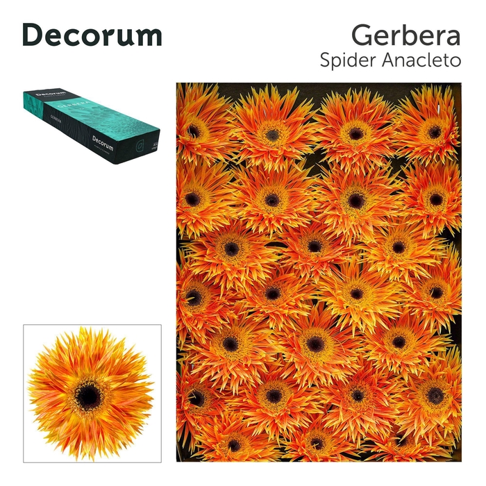 <h4>GE GS ANACLETO</h4>