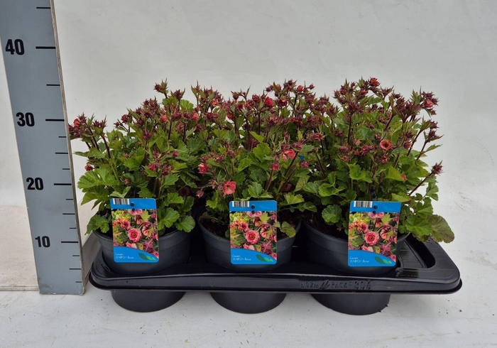 <h4>Geum rivale</h4>