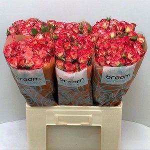 Rosa TR 'Summer Dance' BRAAM