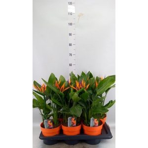 Arr.  Strelitzia L%