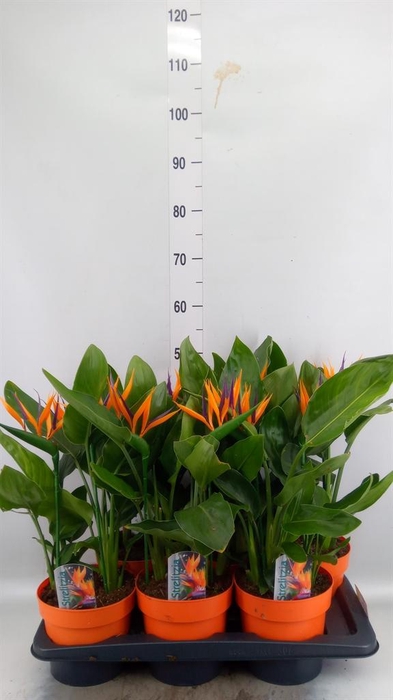 <h4>Arr. Strelitzia L%</h4>