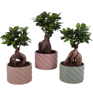 Ficus m. Ginseng Ball Shape Ø15cm in Ø17cm Ceramic SE661