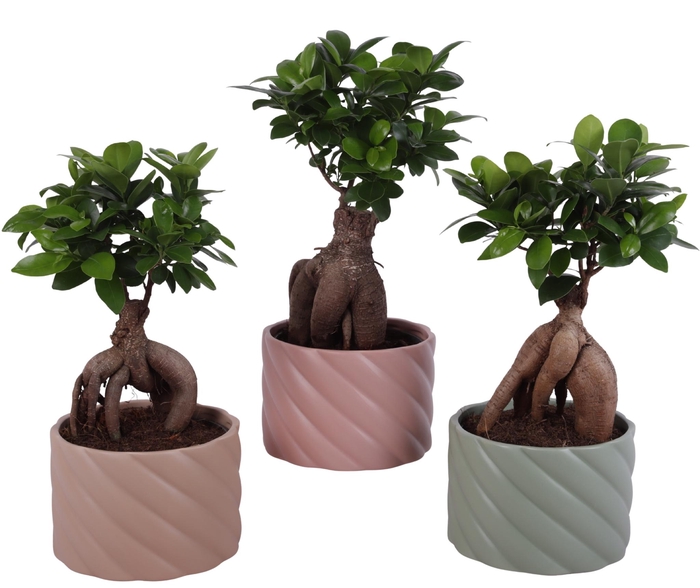 <h4>Ficus m. Ginseng Ball Shape Ø15cm in Ø17cm Ceramic SE661</h4>