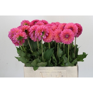 Dahlia Barbados