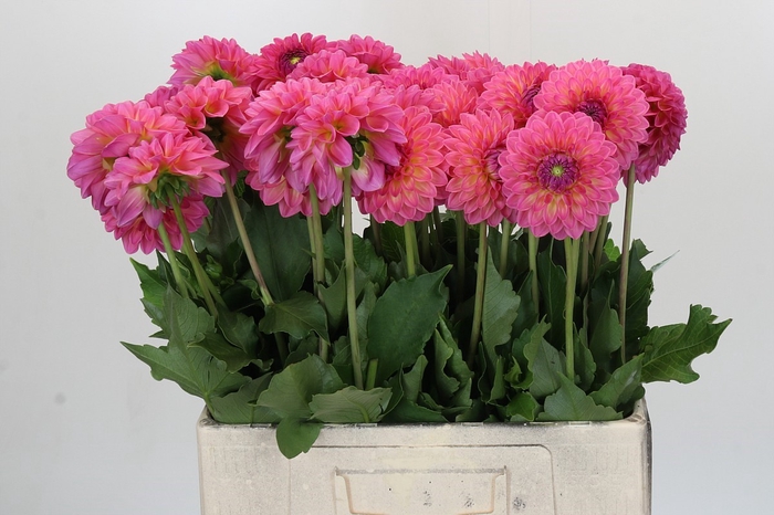 <h4>Dahlia Barbados</h4>