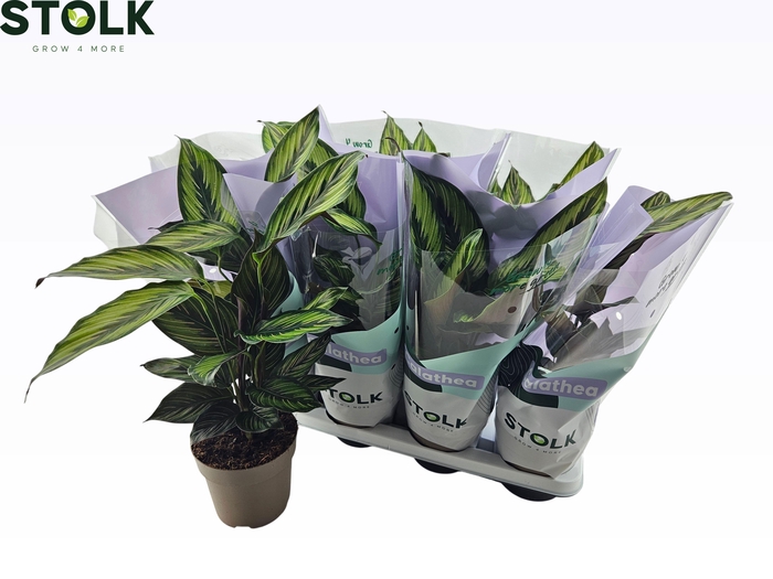 <h4>CALAT BEAUTYSTAR</h4>