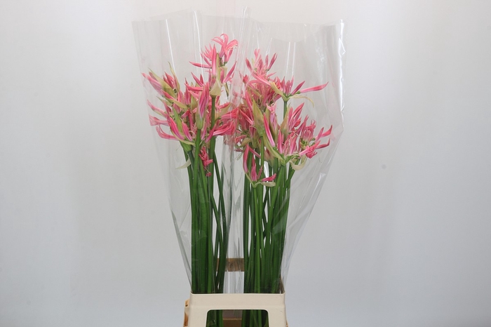 <h4>Nerine Flugel</h4>