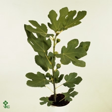 Ficus Carica Bush - 304