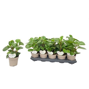 Peperomia Obtusifolia