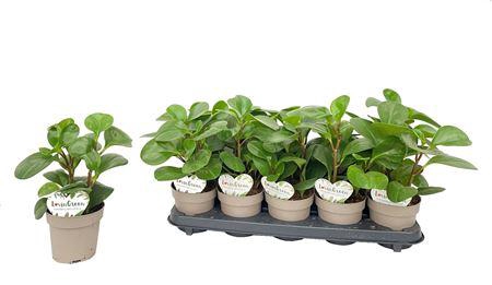 <h4>Peperomia Obtusifolia</h4>