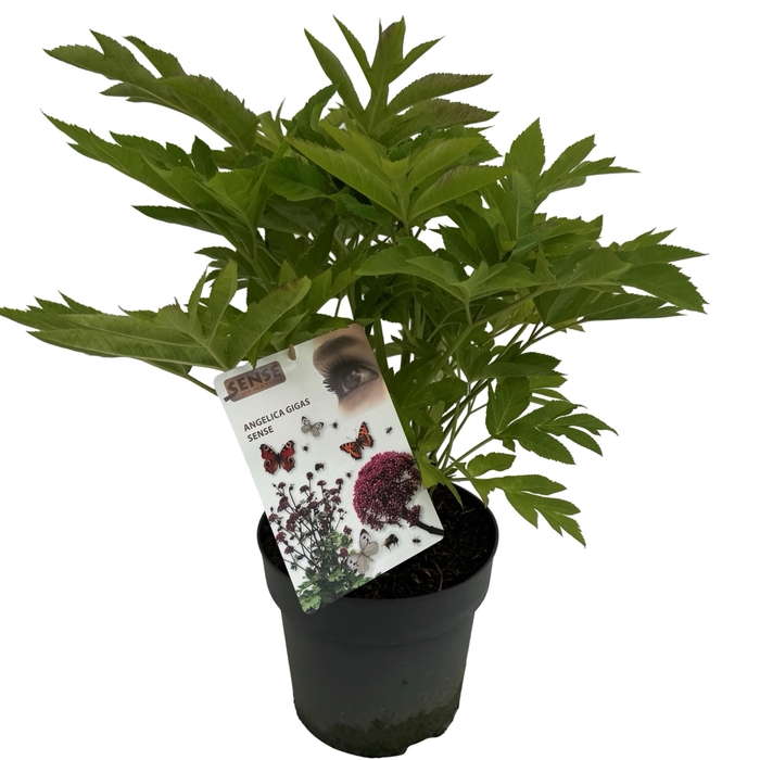 <h4>Angelica gigas</h4>