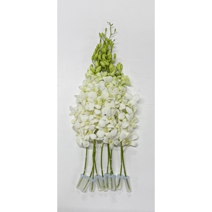 DENDR M POMP WIT WIT 50 CM WH5NS