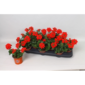 VERBE EMP DARK RED