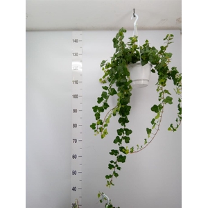 Hedera helix 'Wonder'