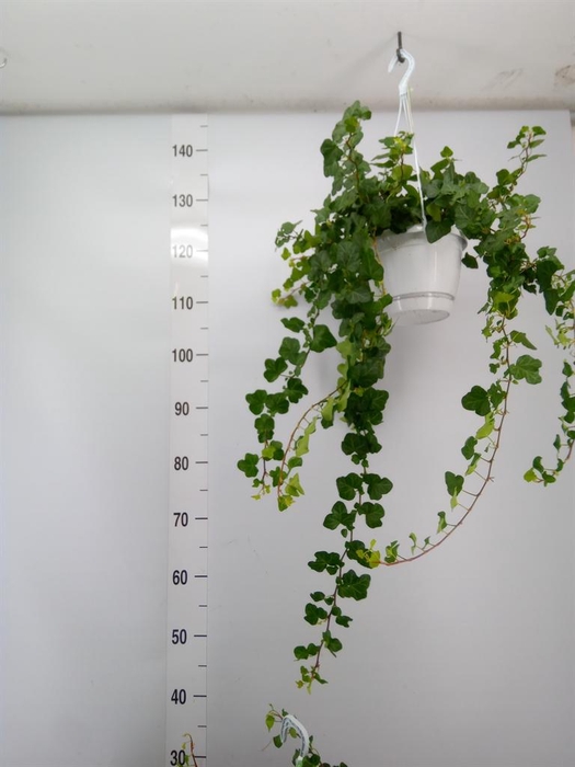 <h4>Hedera helix 'Wonder'</h4>