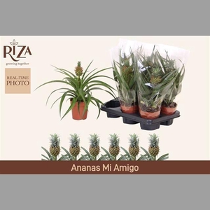 ANANAS MI AMIGO