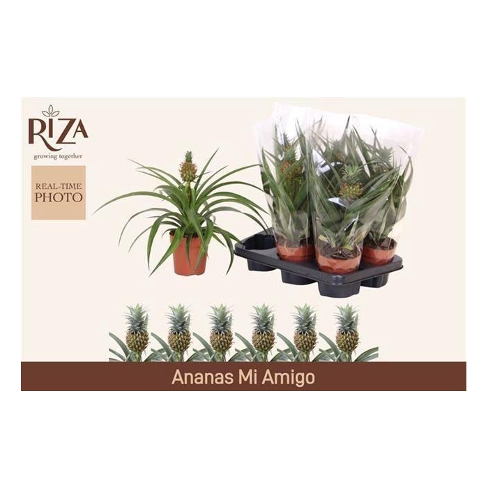 <h4>ANANAS MI AMIGO</h4>