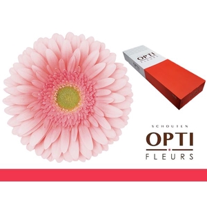 Gerbera Romella Doos