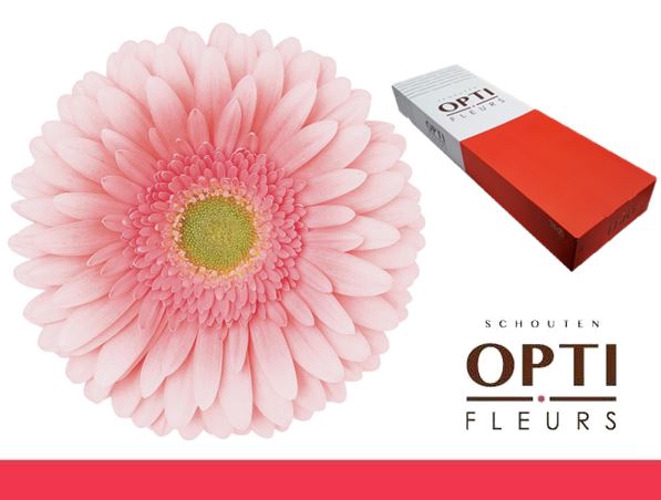 <h4>Gerbera Romella Doos</h4>