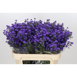 Aster Baby Parade