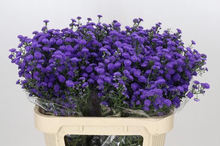 <h4>Aster Baby Parade</h4>
