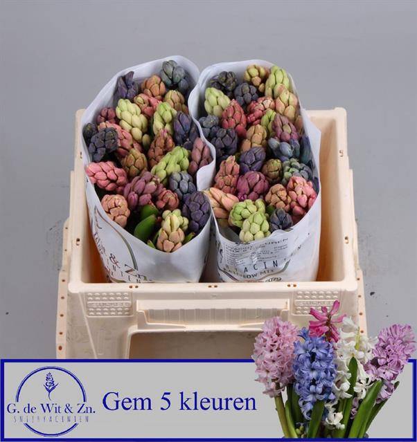 <h4>HYAC GEM 5 KLEUREN</h4>