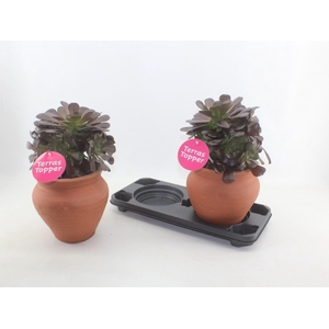 Aeonium aboreum velours