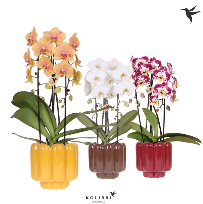 <h4>Kolibri Orchids Cascade Niagara Fall mix 2 spike in Retro pot yellow mix</h4>