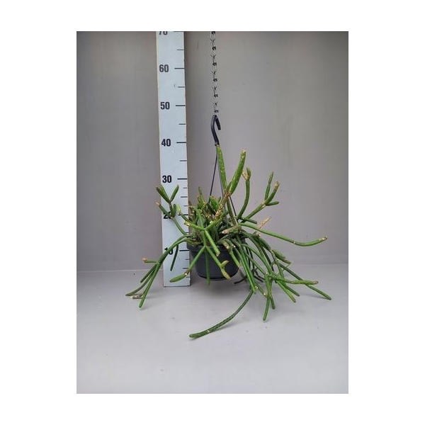 <h4>Rhipsalis pulvinigerum</h4>