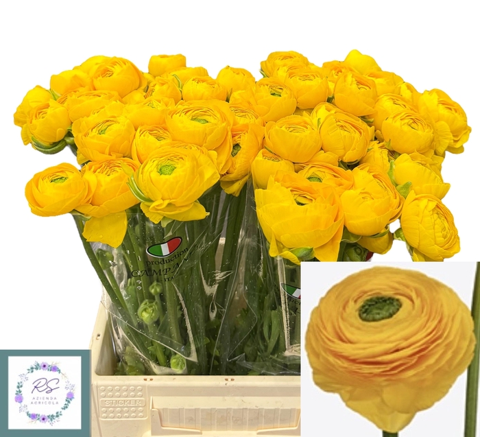 <h4>RAN SU OMEGA</h4>