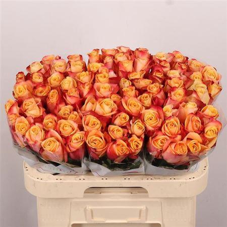 <h4>R Gr Pebbles</h4>