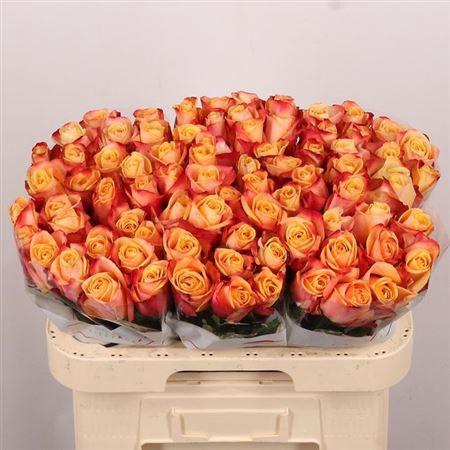 <h4>R Gr Pebbles</h4>