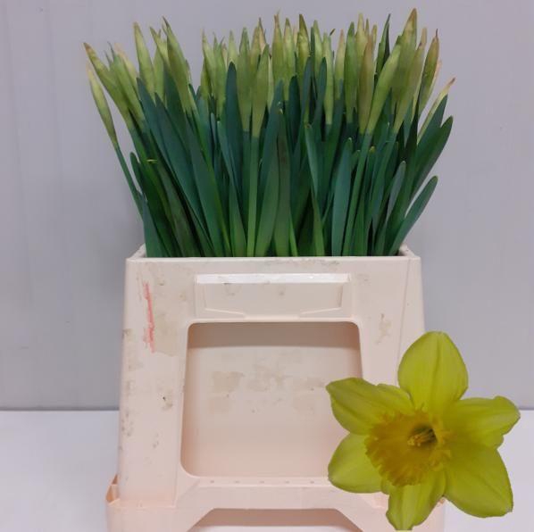 <h4>NARC G CARLTON</h4>