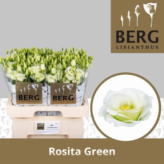 <h4>EUS G ROSI GREEN</h4>